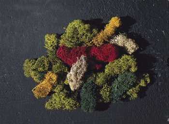 Assorted Coloured Lichen (80g)