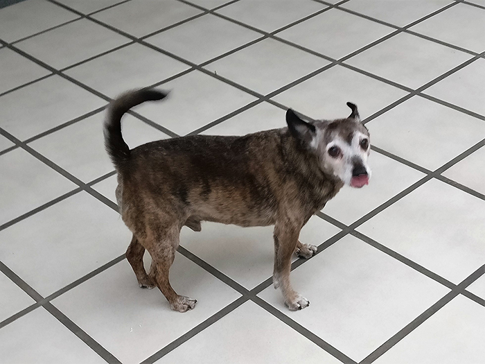 Gizmo the Dog