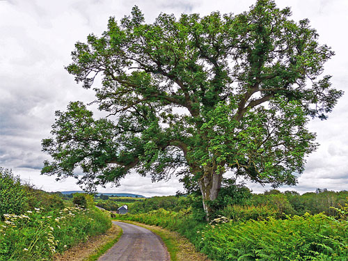 Ash Tree by Country Lane.