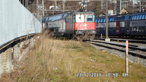 Lions in Zurich image 06.