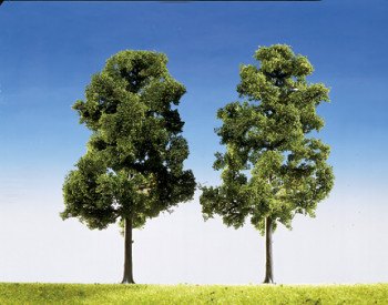 Beech Trees 180mm (2)