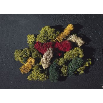 Assorted Green Lichen (50g)
