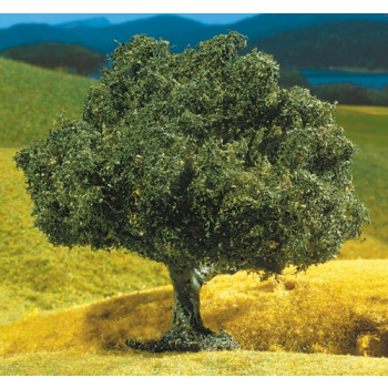 Sessile Oak 100mm Premium Tree