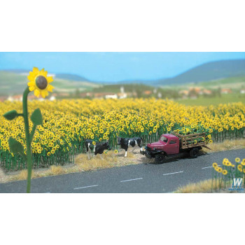 Sunflower Field (60)
