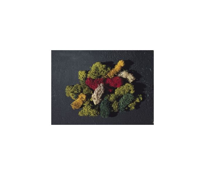 Assorted Coloured Lichen (80g)