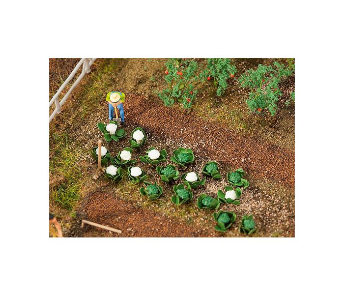 Cabbages (10) & Cauliflowers (10)