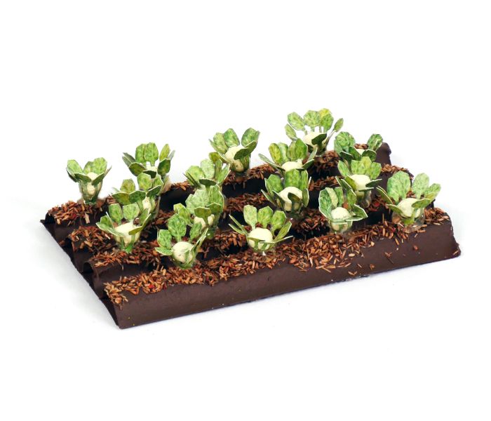 Cauliflower Plants (16)