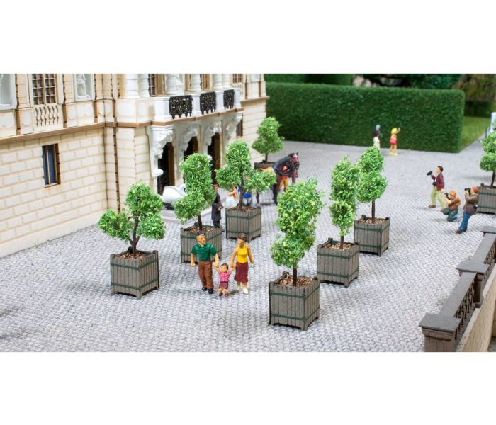 Ornamental Trees in Tubs (2)
