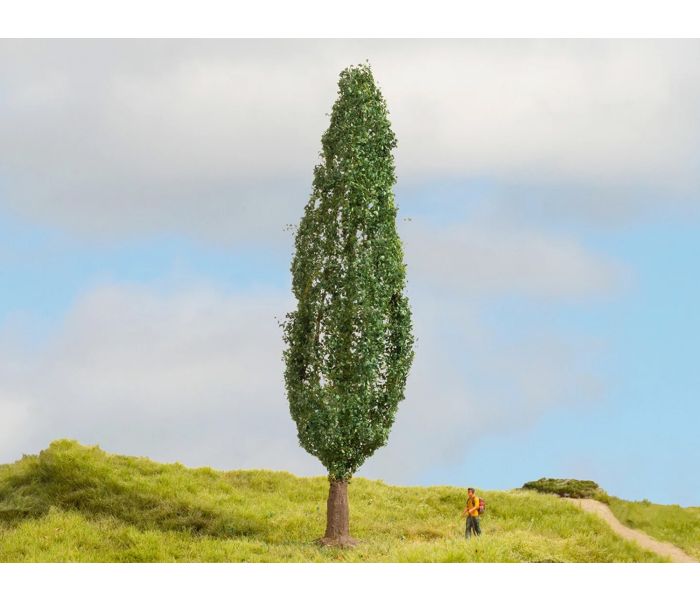 Poplar Master Tree 18cm